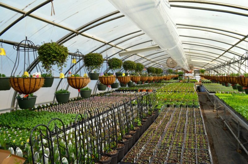 Seracılık & Fidancılık