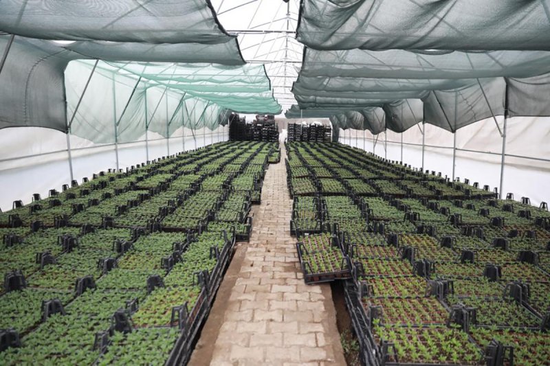 Seracılık ve Fidancılık: Ankara’da Sağlıklı Bitki Yetiştirmenin Anahtarı