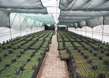 Seracılık ve Fidancılık: Ankara’da Sağlıklı Bitki Yetiştirmenin Anahtarı